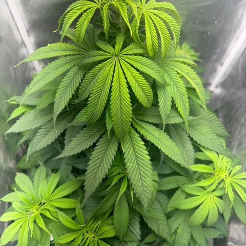 Blue Dream growlog timeline photo