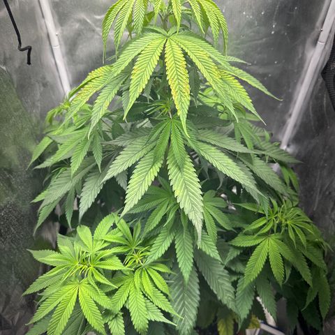 Blue Dream growlog timeline photo