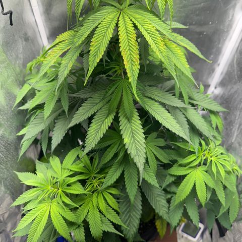 Blue Dream growlog timeline photo