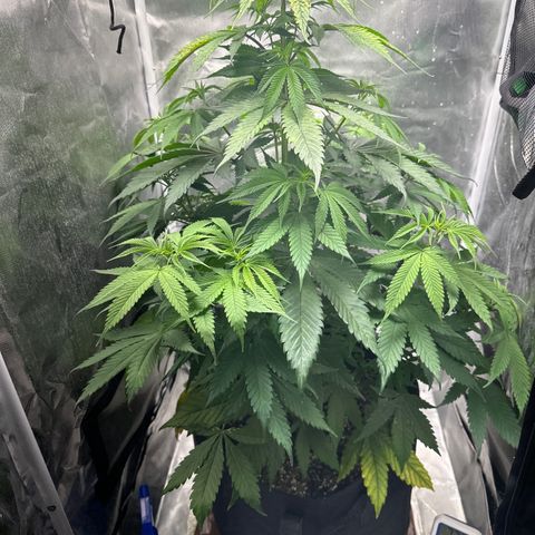 Blue Dream growlog timeline photo