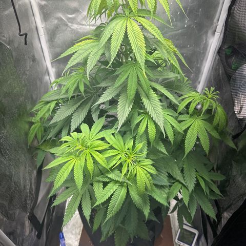 Blue Dream growlog timeline photo
