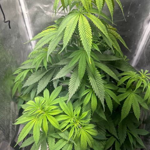 Blue Dream growlog timeline photo