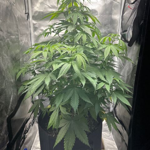 Blue Dream growlog timeline photo