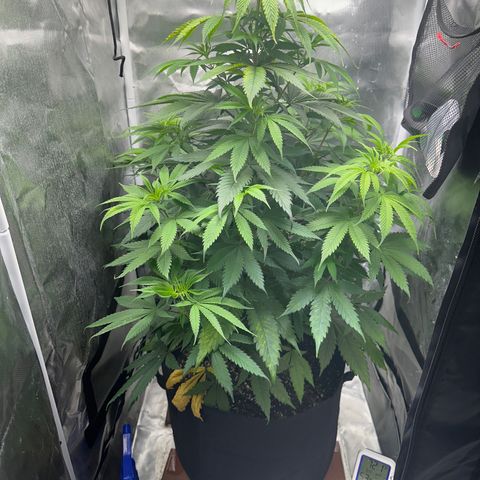 Blue Dream growlog timeline photo