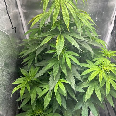 Blue Dream growlog timeline photo