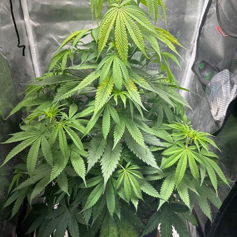 Blue Dream growlog timeline photo