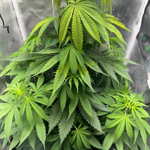 Blue Dream growlog timeline photo