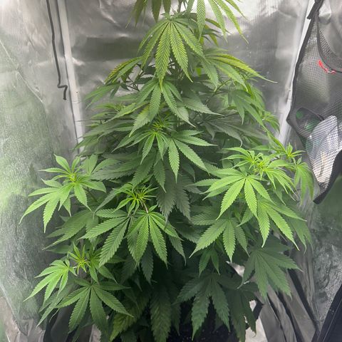 Blue Dream growlog timeline photo