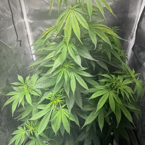 Blue Dream growlog timeline photo