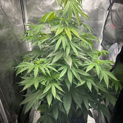 Blue Dream growlog timeline photo
