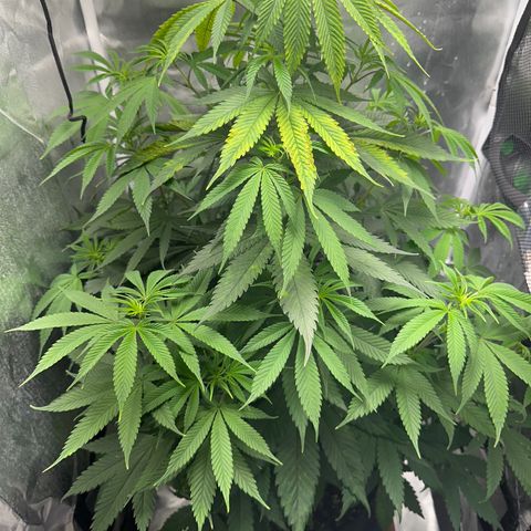 Blue Dream growlog timeline photo