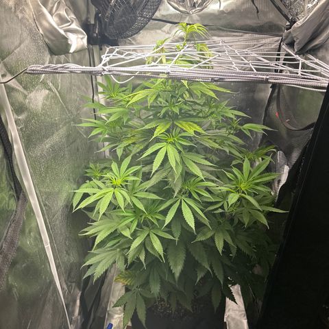 Blue Dream growlog timeline photo