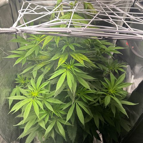Blue Dream growlog timeline photo