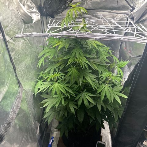 Blue Dream growlog timeline photo