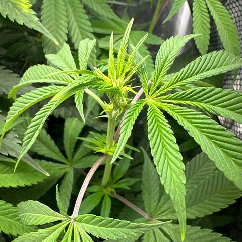 Blue Dream growlog timeline photo