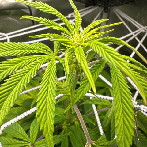 Blue Dream growlog timeline photo