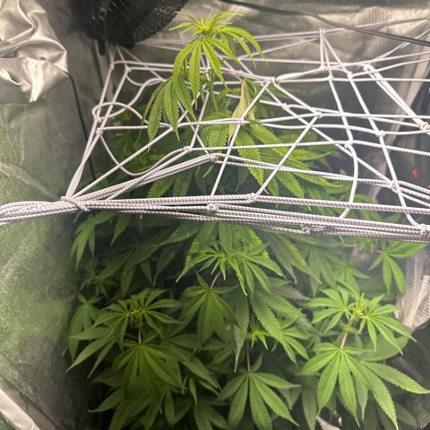 Blue Dream growlog timeline photo