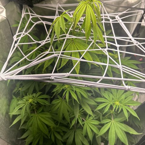 Blue Dream growlog timeline photo