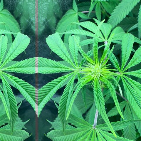 Blue Dream growlog timeline photo