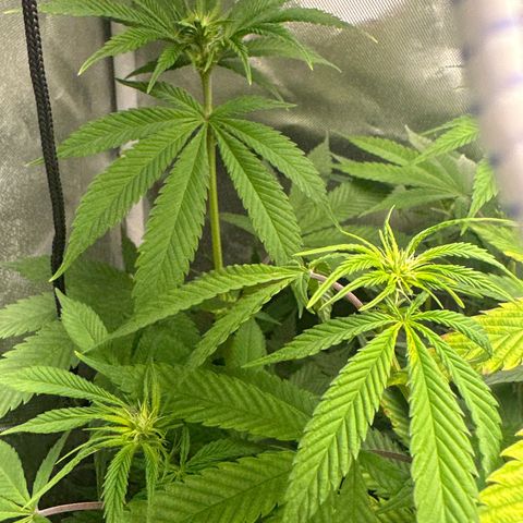 Blue Dream growlog timeline photo