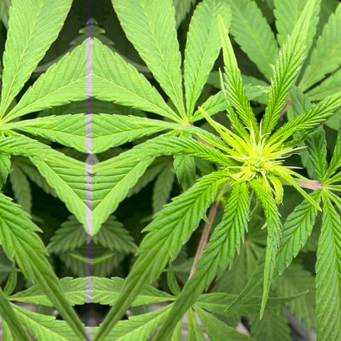 Blue Dream growlog timeline photo