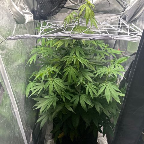 Blue Dream growlog timeline photo