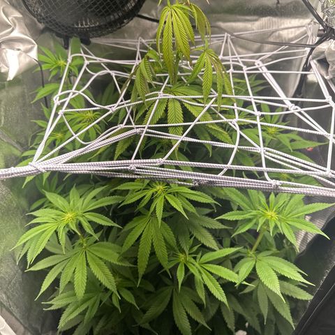 Blue Dream growlog timeline photo