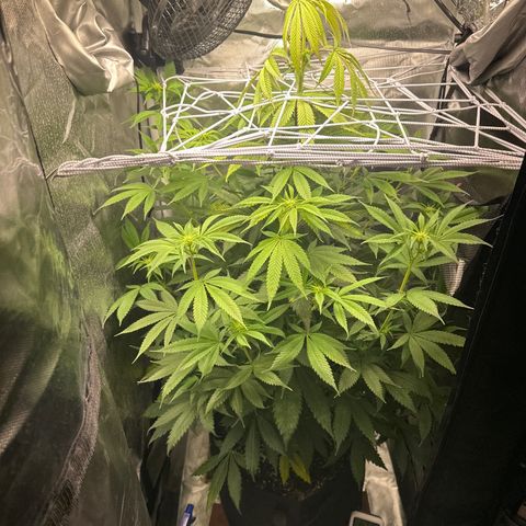 Blue Dream growlog timeline photo