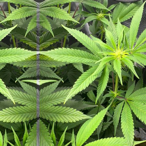 Blue Dream growlog timeline photo