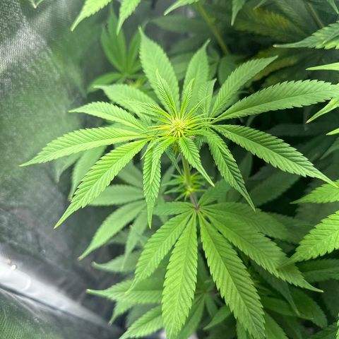 Blue Dream growlog timeline photo