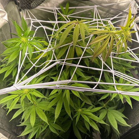 Blue Dream growlog timeline photo