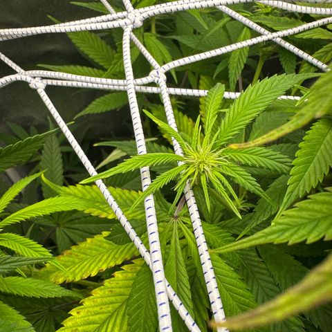 Blue Dream growlog timeline photo
