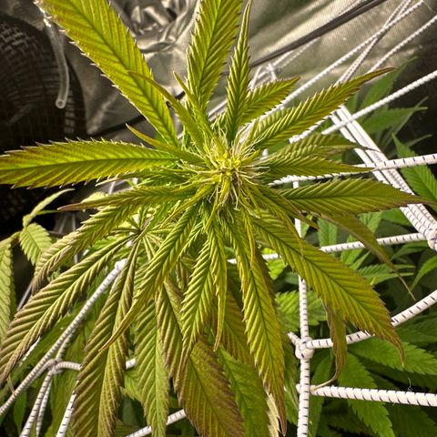 Blue Dream growlog timeline photo