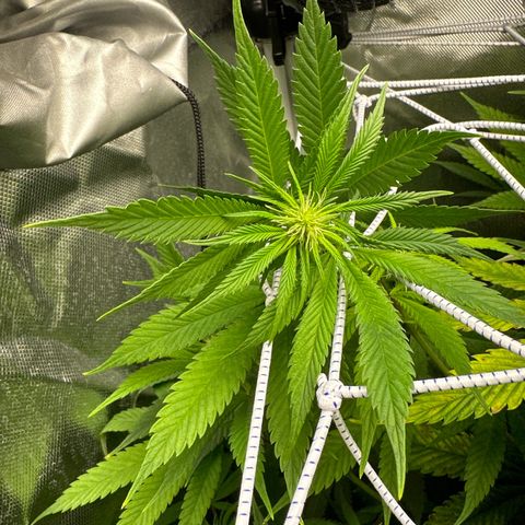 Blue Dream growlog timeline photo