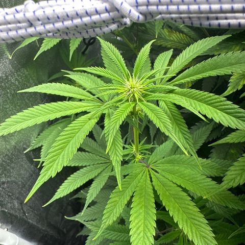 Blue Dream growlog timeline photo