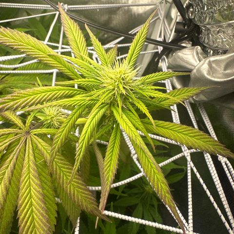 Blue Dream growlog timeline photo