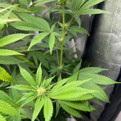 Blue Dream growlog timeline photo