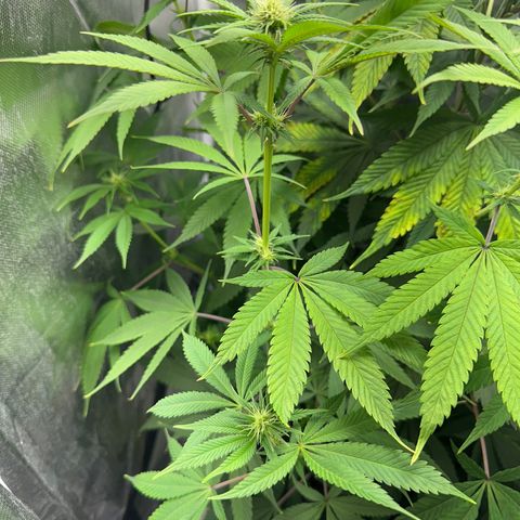 Blue Dream growlog timeline photo