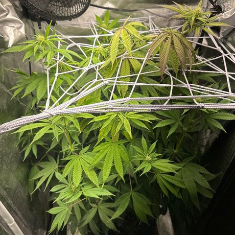 Blue Dream growlog timeline photo
