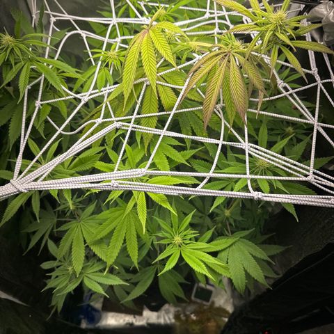 Blue Dream growlog timeline photo