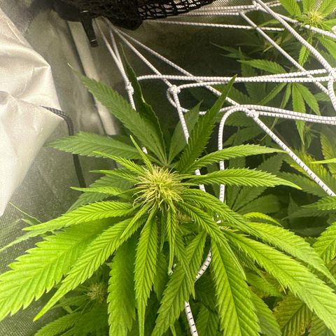 Blue Dream growlog timeline photo