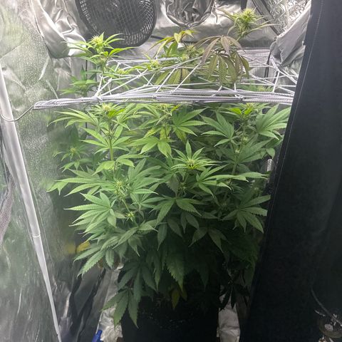 Blue Dream growlog timeline photo