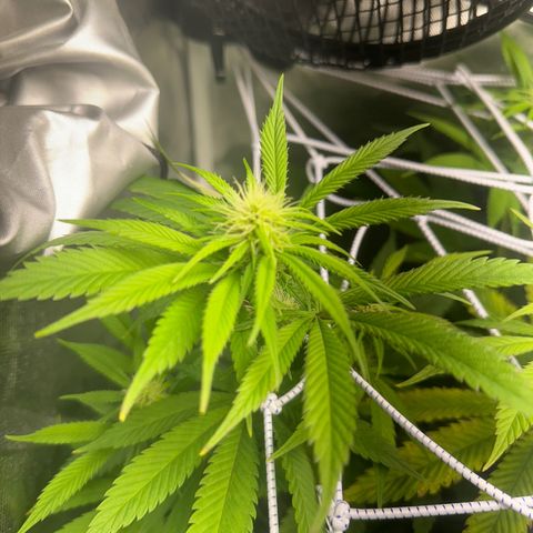 Blue Dream growlog timeline photo