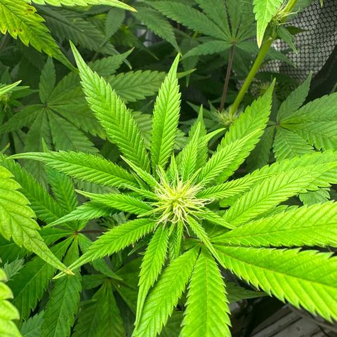 Blue Dream growlog timeline photo