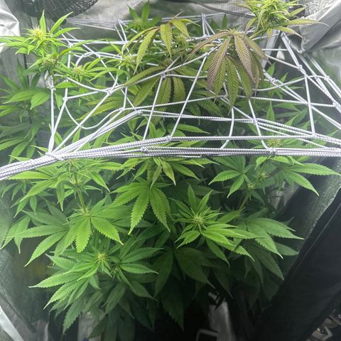 Blue Dream growlog timeline photo