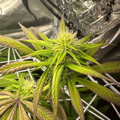 Blue Dream growlog timeline photo
