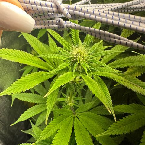 Blue Dream growlog timeline photo