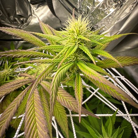 Blue Dream growlog timeline photo