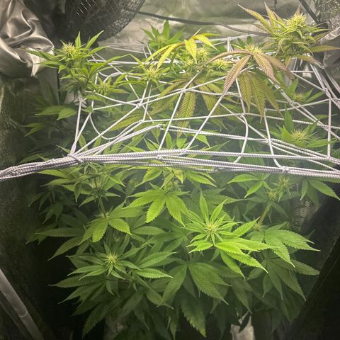 Blue Dream growlog timeline photo