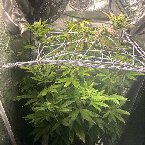Blue Dream growlog timeline photo